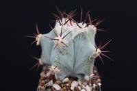 Echinocactus platyacanthus f. grandis FO-035